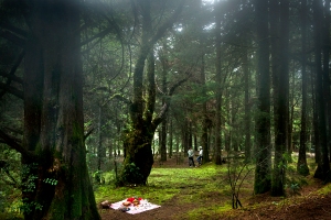 woods_picnic